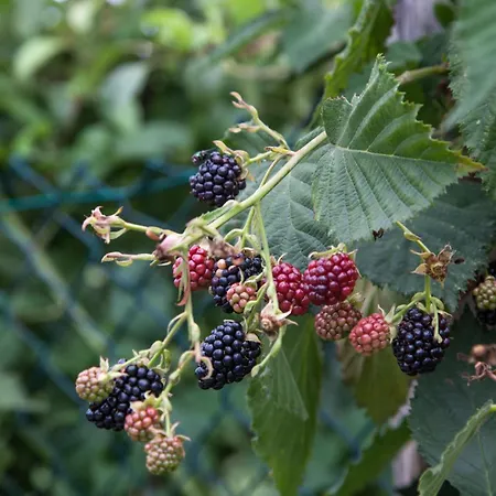 Aparthotel Il Giuggiolo - Homes Fossombrone